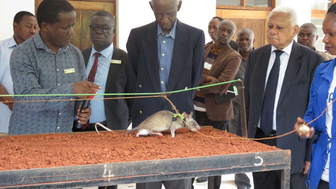 Judge(Retired) Hon. Joseph Warioba, Chancellor of SUA Amazed by Ongoing Research Technology at Pest Management Centre in Association With APOPO